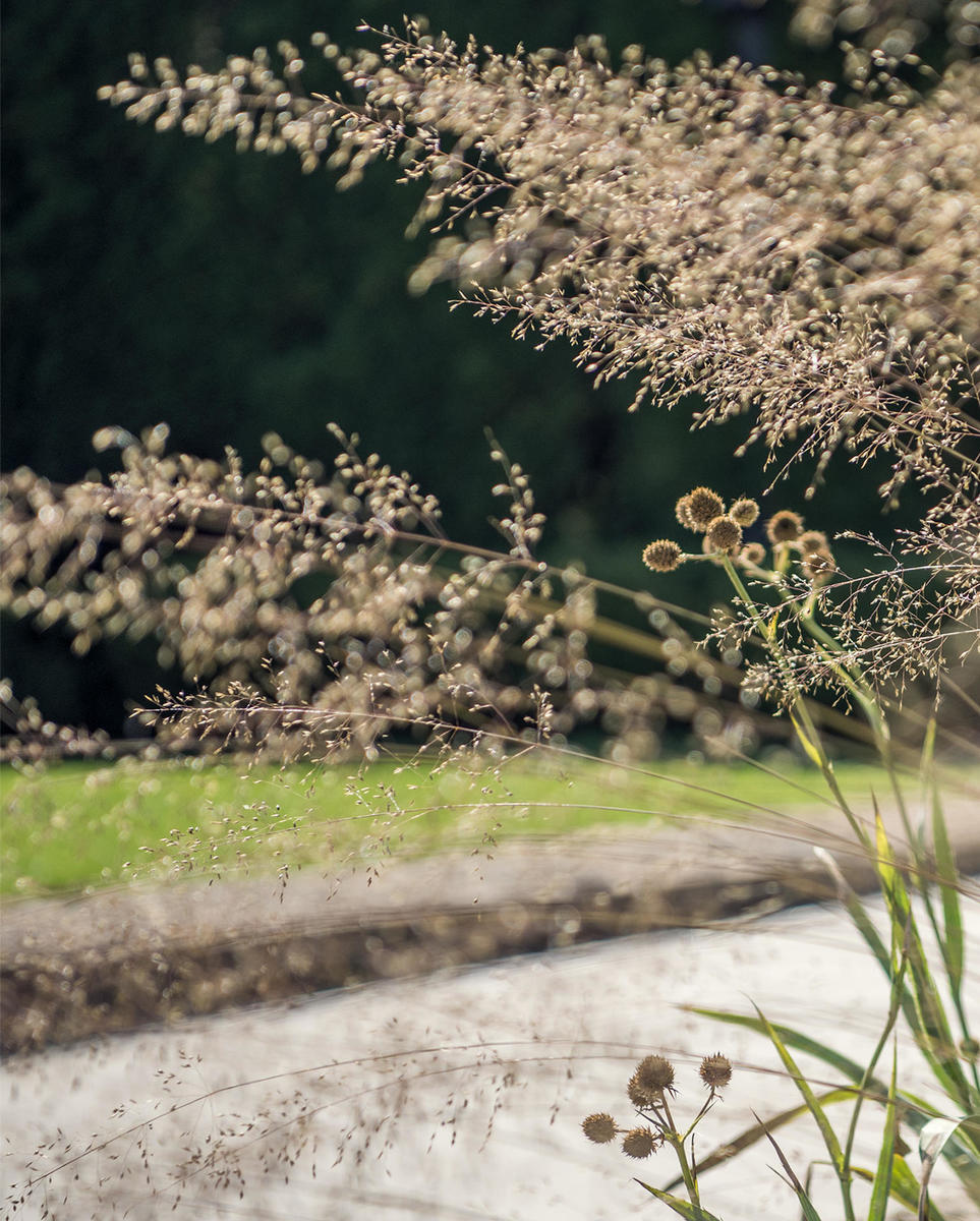 Medium plant detail